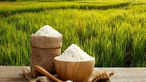برداشت شلتوک برنج جنوب بصورت گسترده با کیفیت بالا