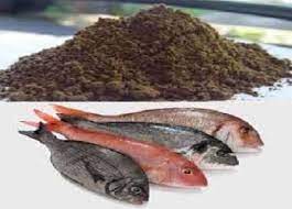قیمت خرید کنسانتره ماهی با قیمت مناسب از تولید کننده