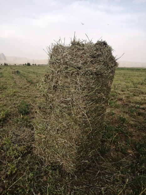 عرضه یونجه پرسی خشک با قیمت ارزان بصورت عمده